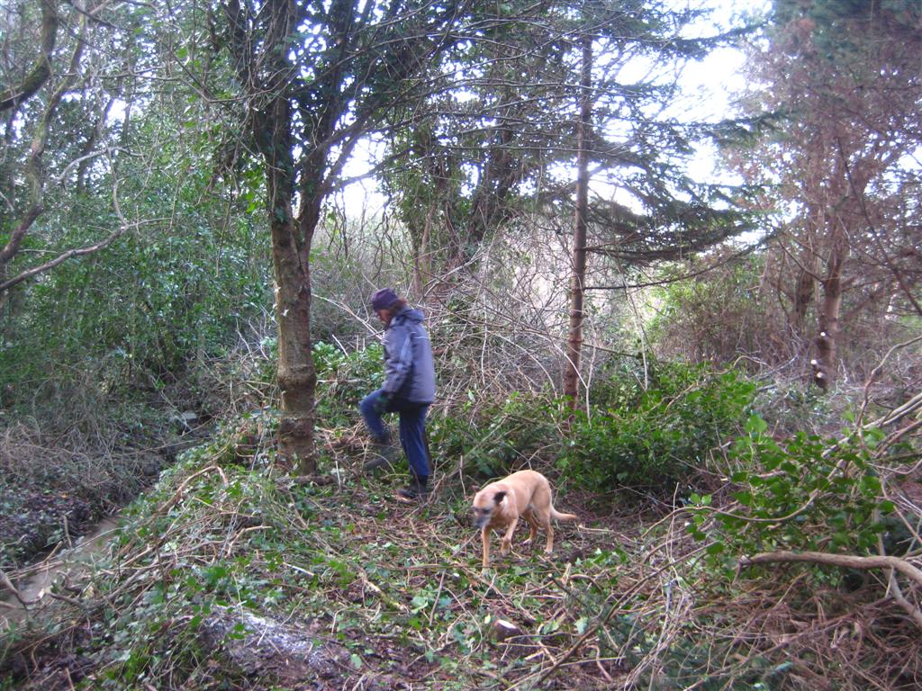 Clearing the wood Jan 2010 (Large)