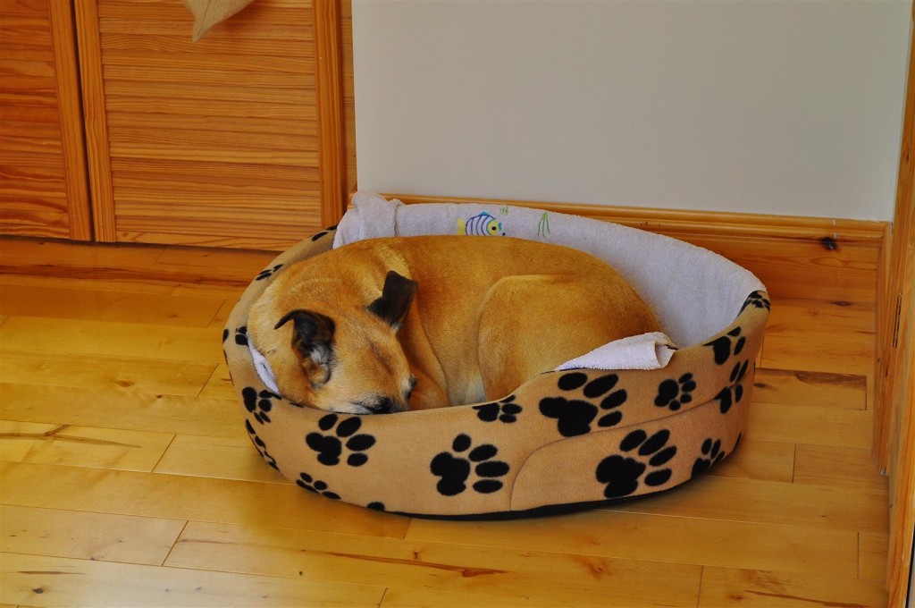 Flossie's new bed Oct 2011 (Large)